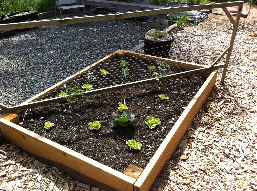 Tom Thumb and Tomatoes Garden bed with tom thumb lettuce and tomatoes